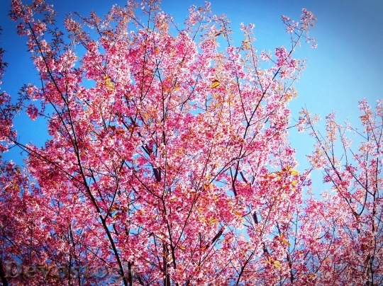 Devostock Cherry blossoms  (199)