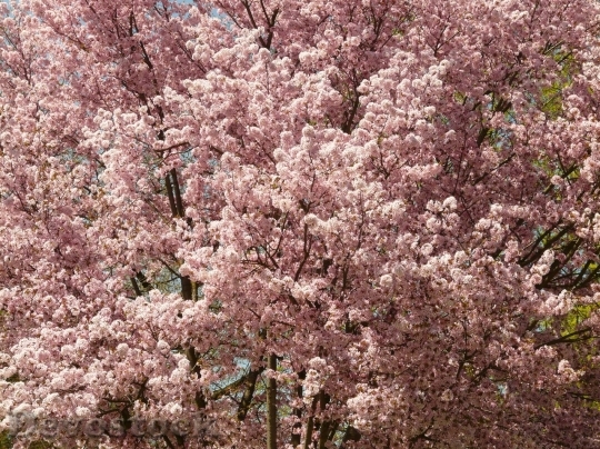 Devostock Cherry blossoms  (20)