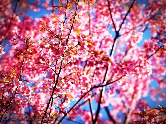 Devostock Cherry blossoms  (200)