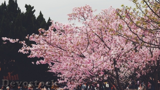 Devostock Cherry blossoms  (203)