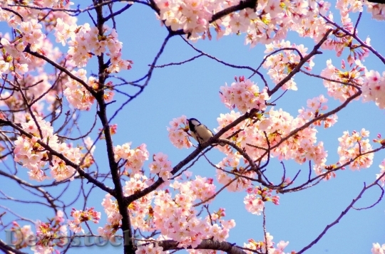 Devostock Cherry blossoms  (204)