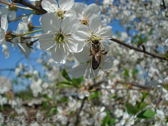 Devostock Cherry blossoms  (206)