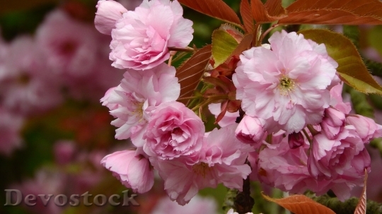 Devostock Cherry blossoms  (208)