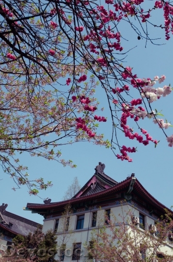 Devostock Cherry blossoms  (209)