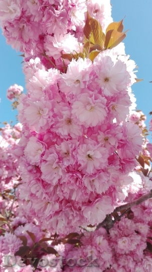 Devostock Cherry blossoms  (211)