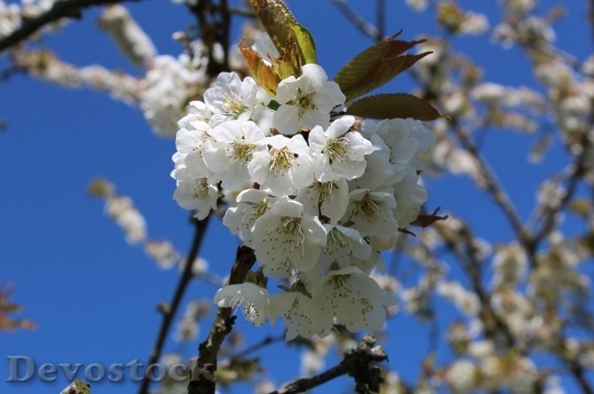 Devostock Cherry blossoms  (212)