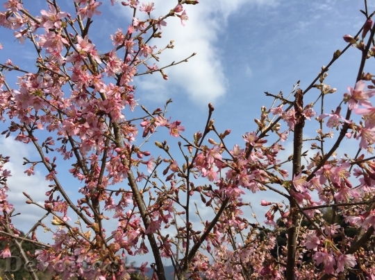 Devostock Cherry blossoms  (215)