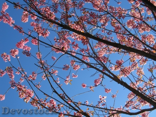 Devostock Cherry blossoms  (217)