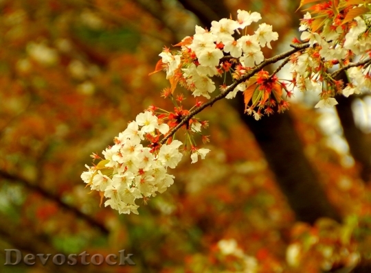 Devostock Cherry blossoms  (219)