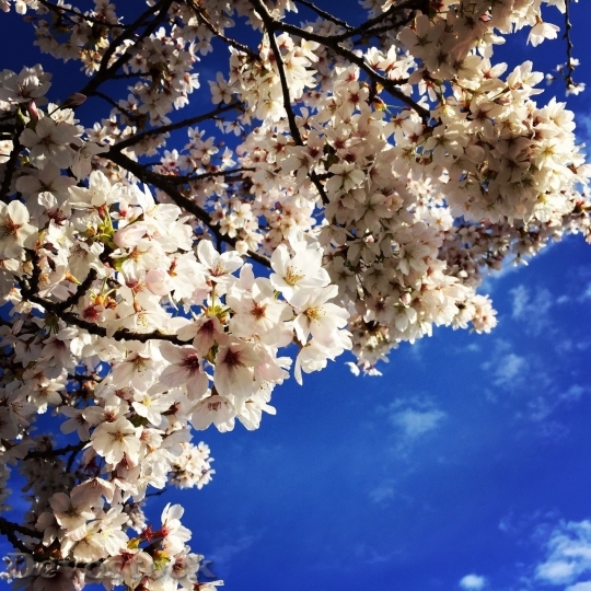 Devostock Cherry blossoms  (220)
