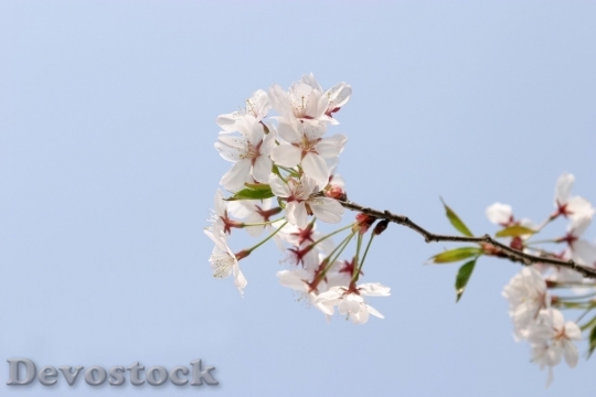 Devostock Cherry blossoms  (221)