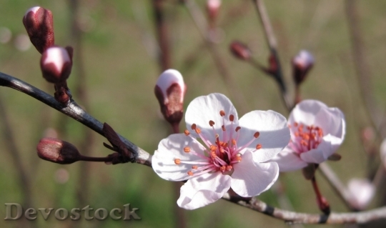 Devostock Cherry blossoms  (224)