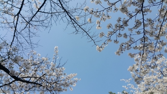 Devostock Cherry blossoms  (225)