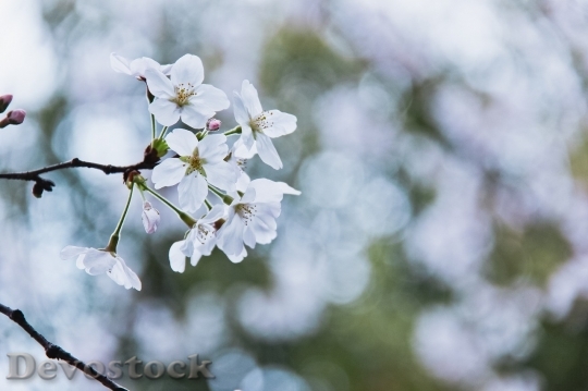 Devostock Cherry blossoms  (226)