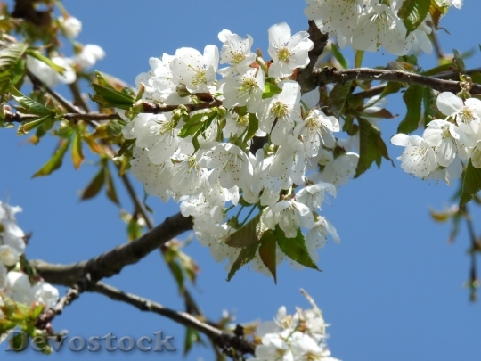 Devostock Cherry blossoms  (227)