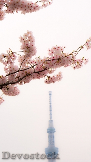 Devostock Cherry blossoms  (231)