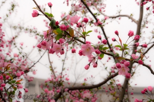 Devostock Cherry blossoms  (232)