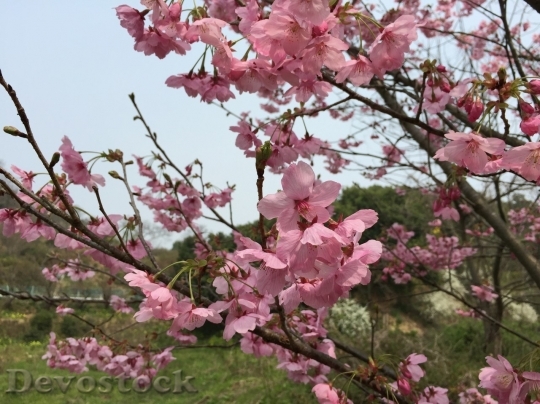 Devostock Cherry blossoms  (233)