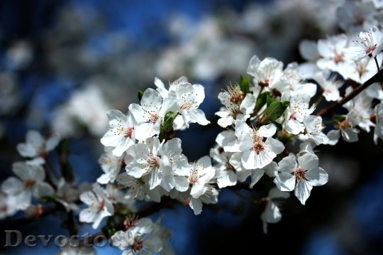 Devostock Cherry blossoms  (234)