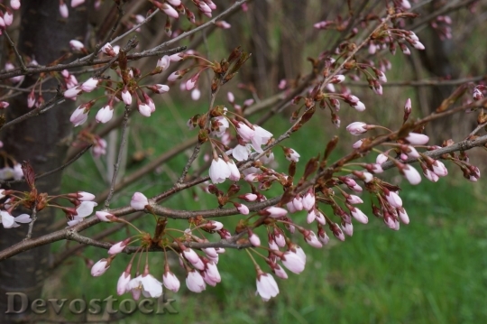 Devostock Cherry blossoms  (235)