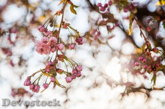 Devostock Cherry blossoms  (236)