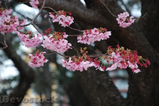 Devostock Cherry blossoms  (237)