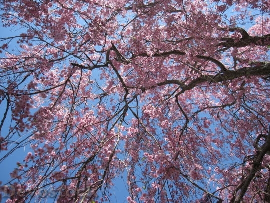 Devostock Cherry blossoms  (238)