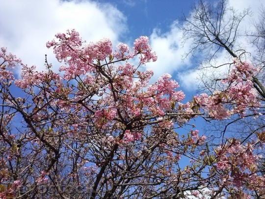 Devostock Cherry blossoms  (239)
