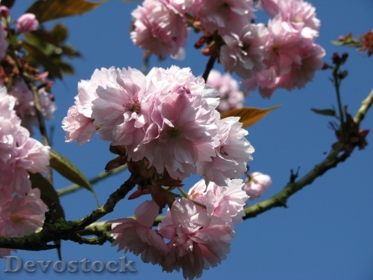 Devostock Cherry blossoms  (24)
