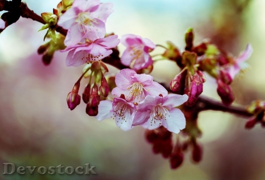 Devostock Cherry blossoms  (240)