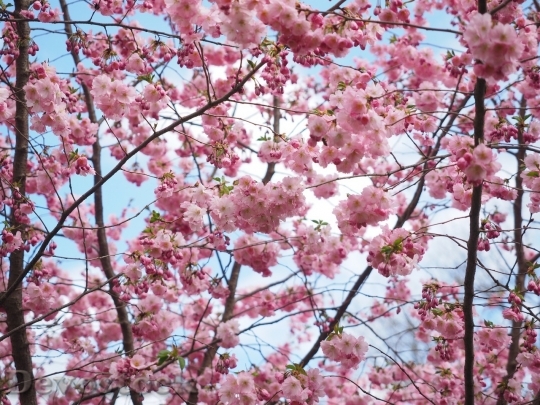 Devostock Cherry blossoms  (241)
