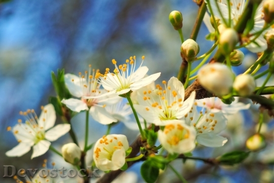 Devostock Cherry blossoms  (243)