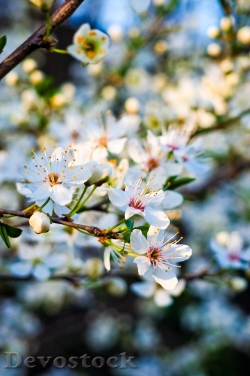Devostock Cherry blossoms  (245)