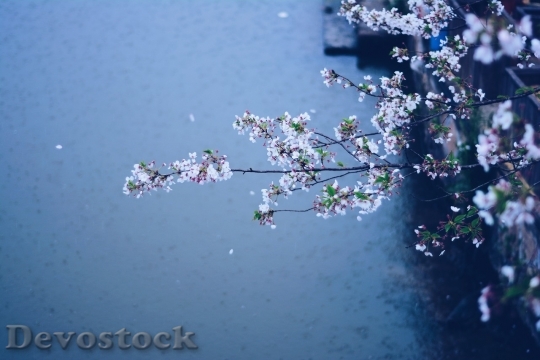 Devostock Cherry blossoms  (246)