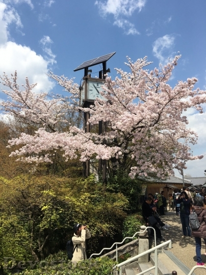 Devostock Cherry blossoms  (247)
