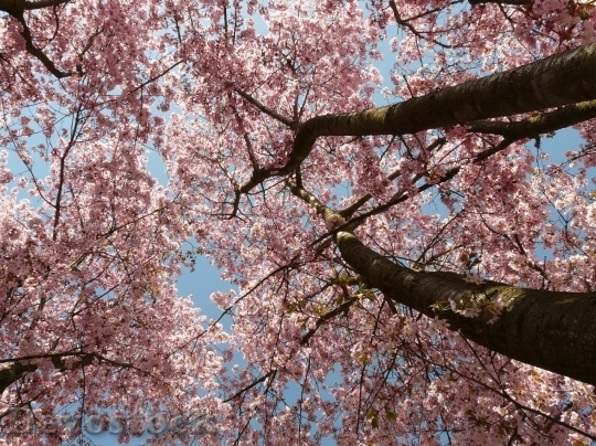 Devostock Cherry blossoms  (25)