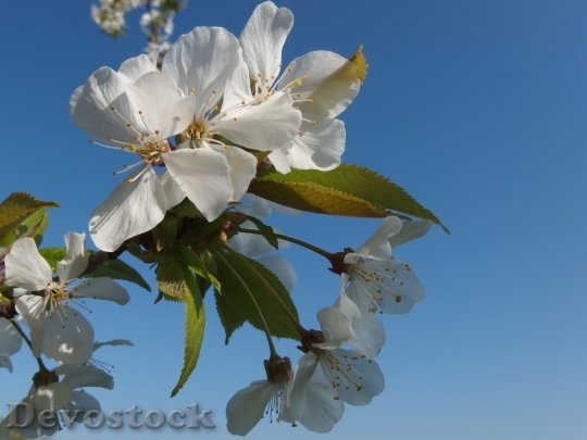 Devostock Cherry blossoms  (251)