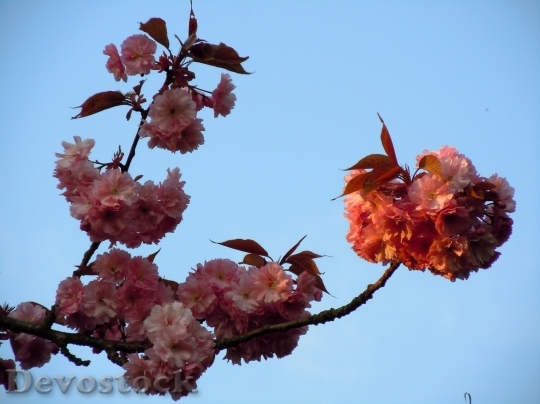 Devostock Cherry blossoms  (254)