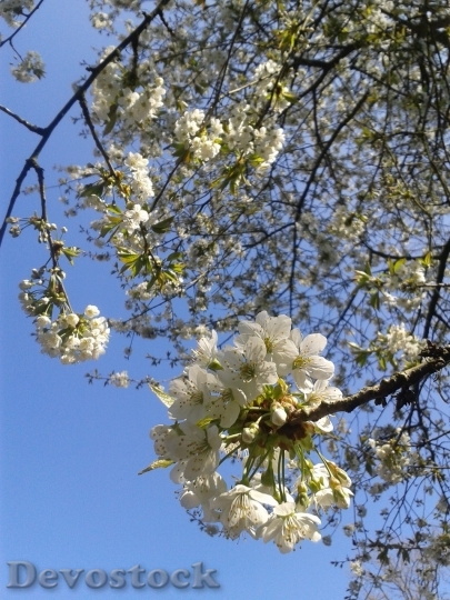 Devostock Cherry blossoms  (256)