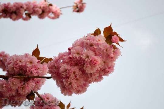 Devostock Cherry blossoms  (257)
