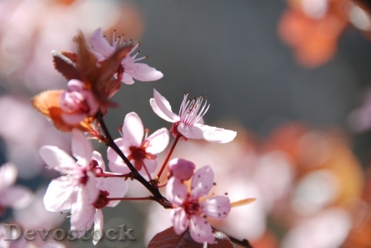 Devostock Cherry blossoms  (258)