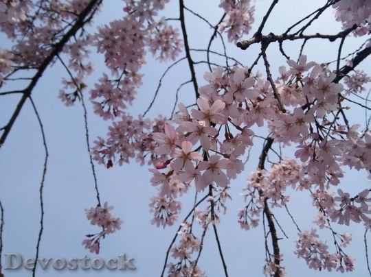 Devostock Cherry blossoms  (259)