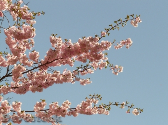 Devostock Cherry blossoms  (26)