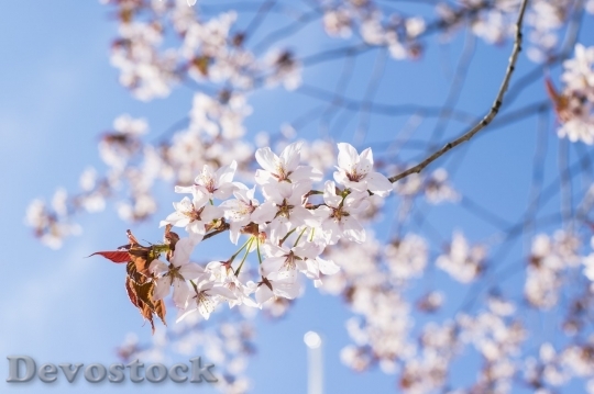 Devostock Cherry blossoms  (263)