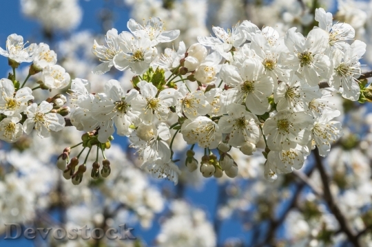 Devostock Cherry blossoms  (267)