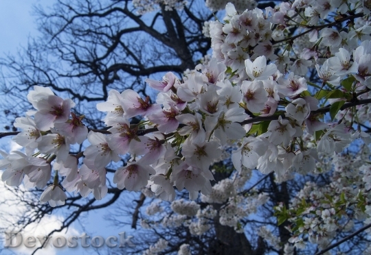 Devostock Cherry blossoms  (269)