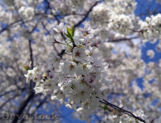 Devostock Cherry blossoms  (271)
