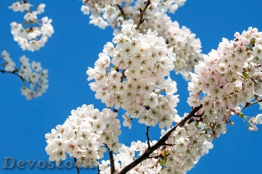 Devostock Cherry blossoms  (272)