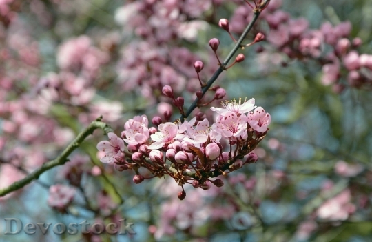 Devostock Cherry blossoms  (273)