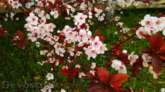 Devostock Cherry blossoms  (274)